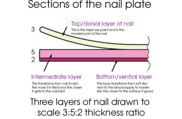 Nail layers 