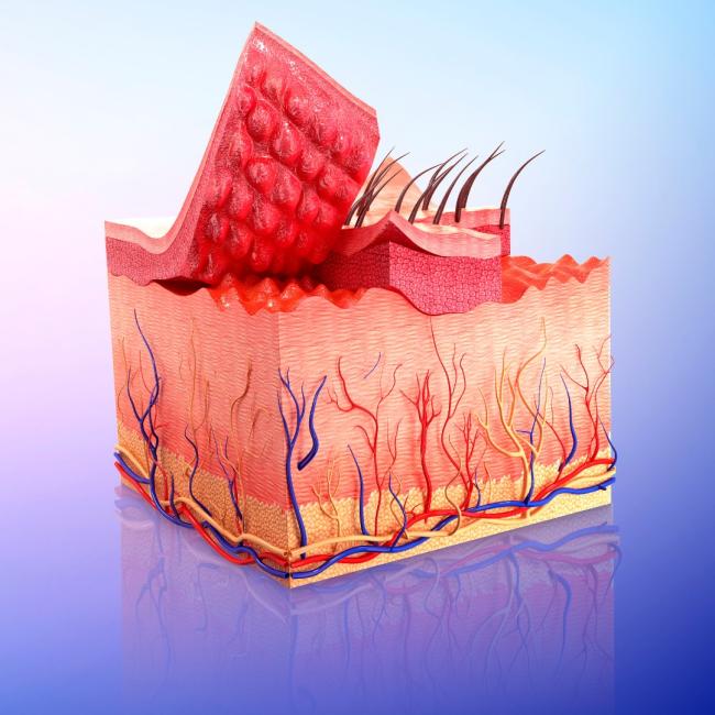 the skin layers